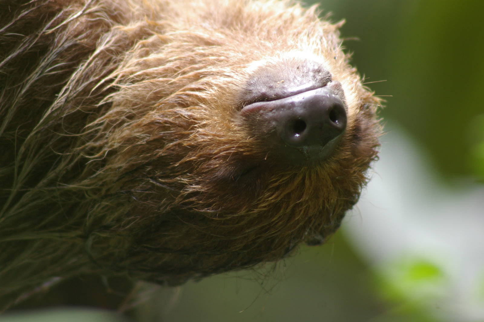 two-toed sloth