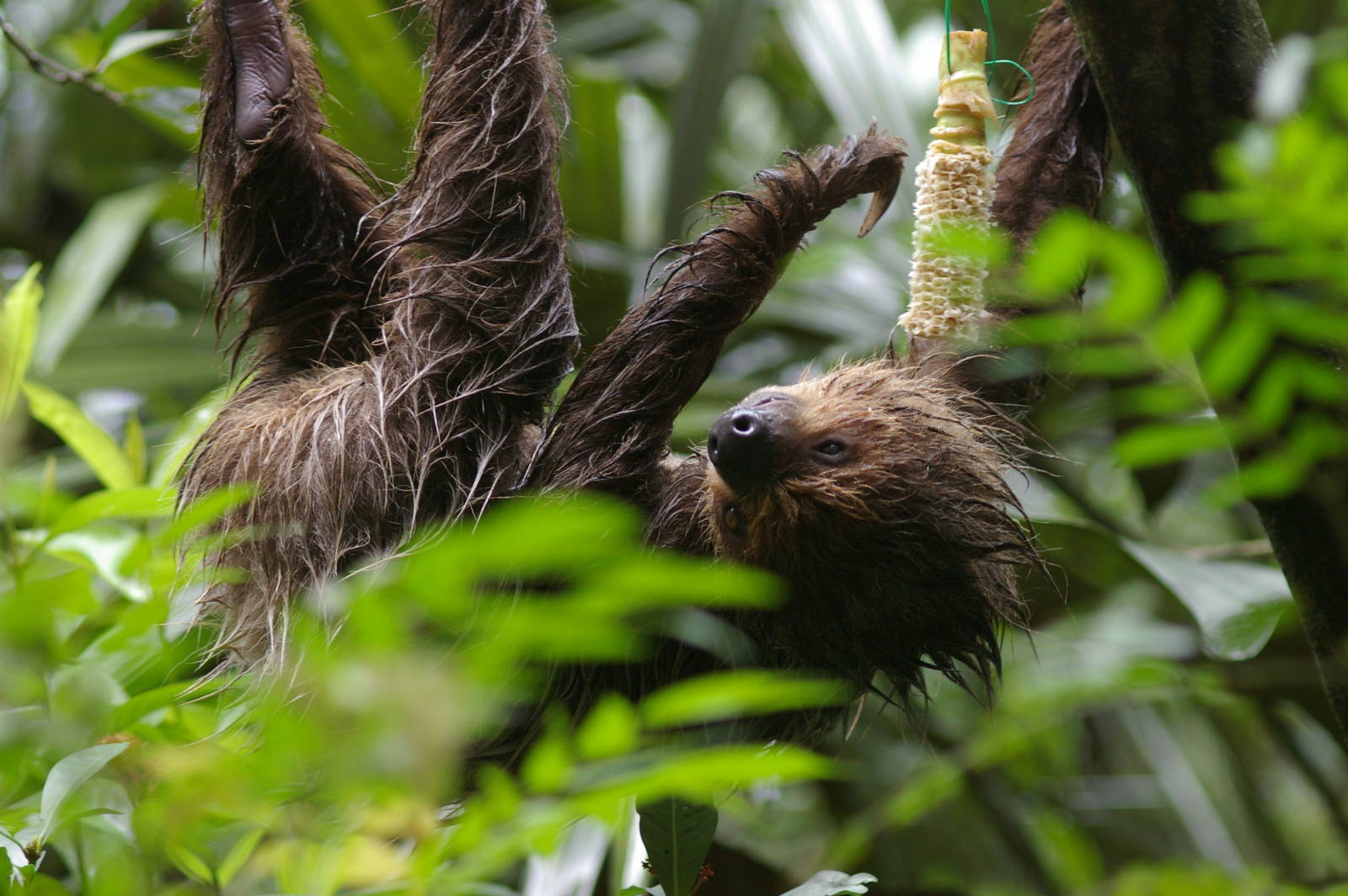 two-toed sloth
