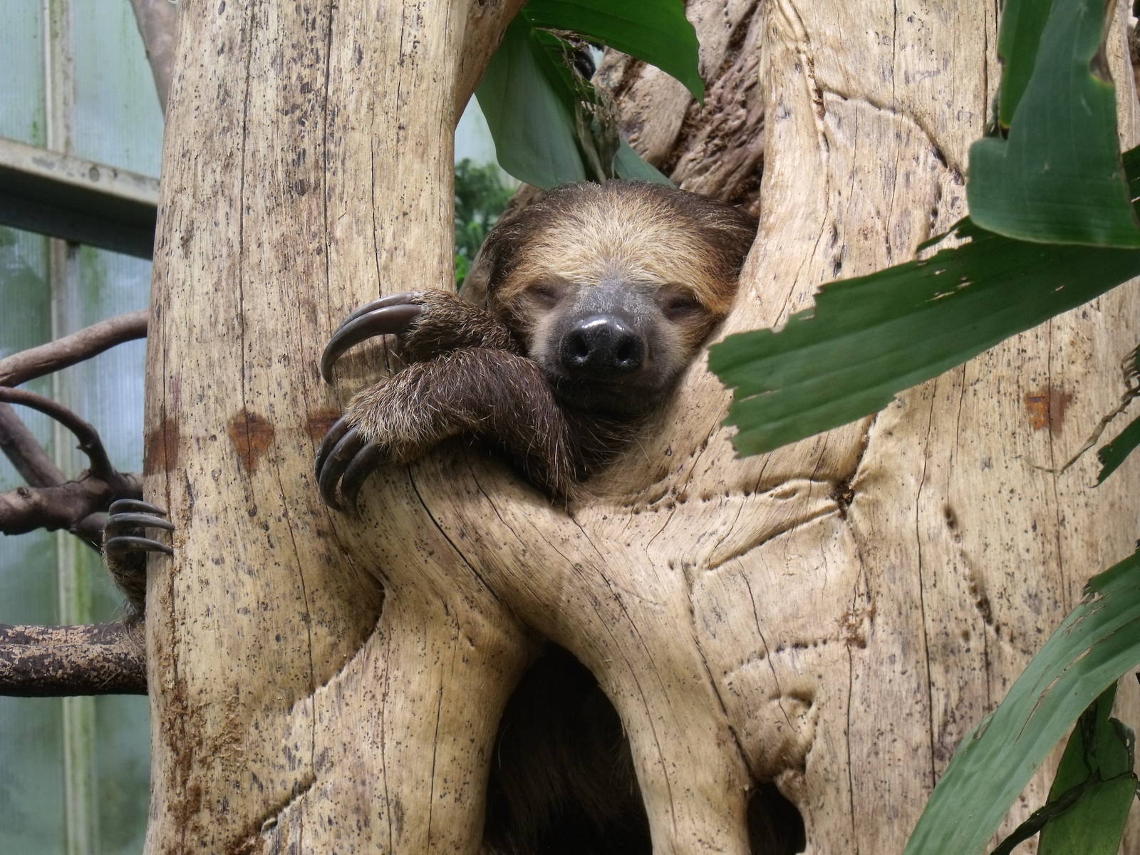 Two-toed Sloth