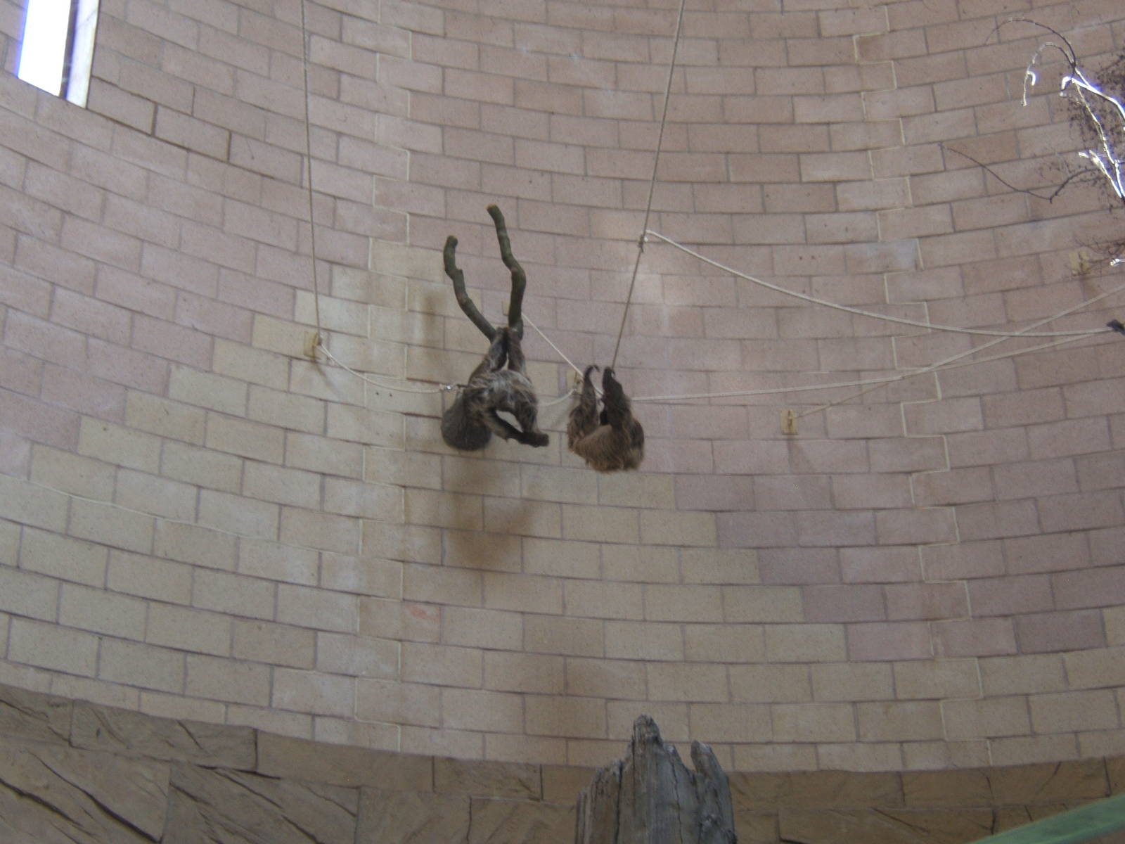 Two-toed Sloths (Choloepus didactylus)