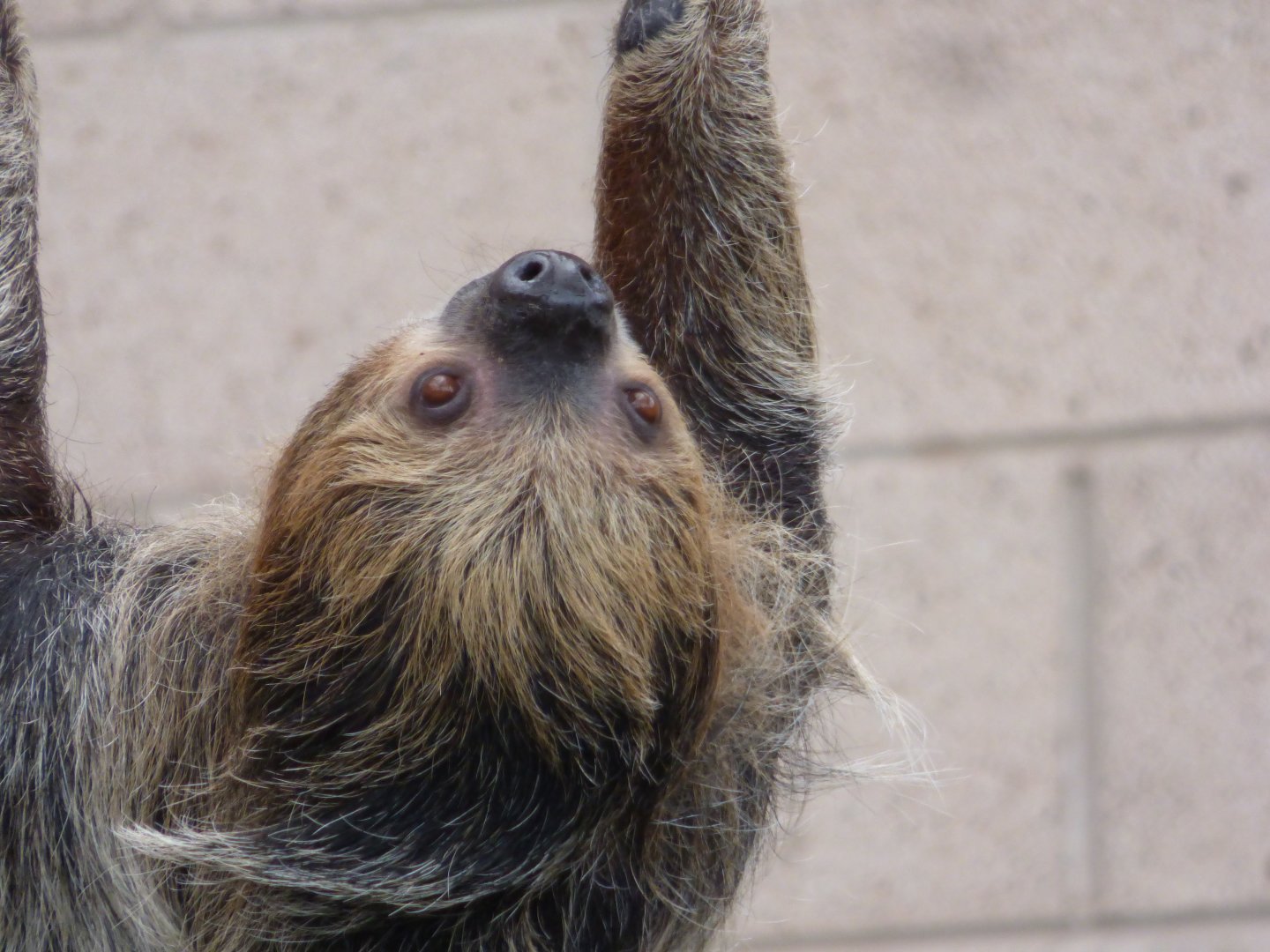 Two Toed Soth Outdoor