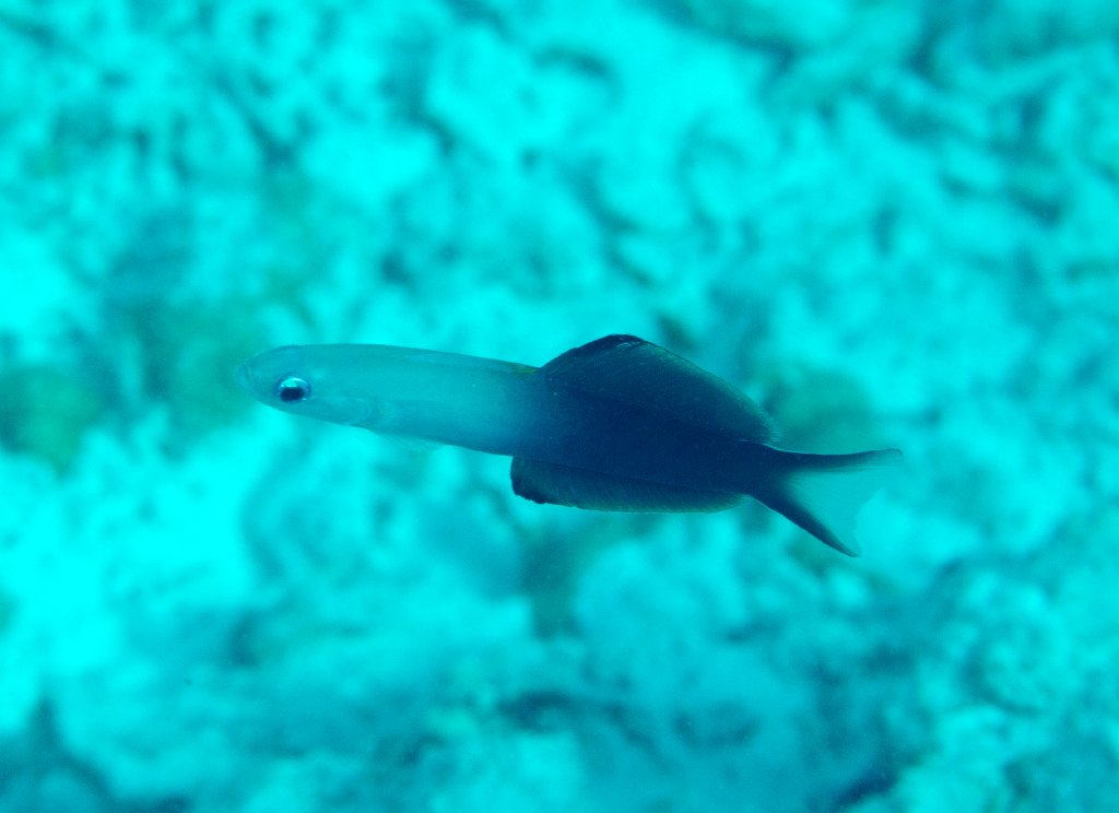 Two-tone Dartfish (Ptereleotris evides)