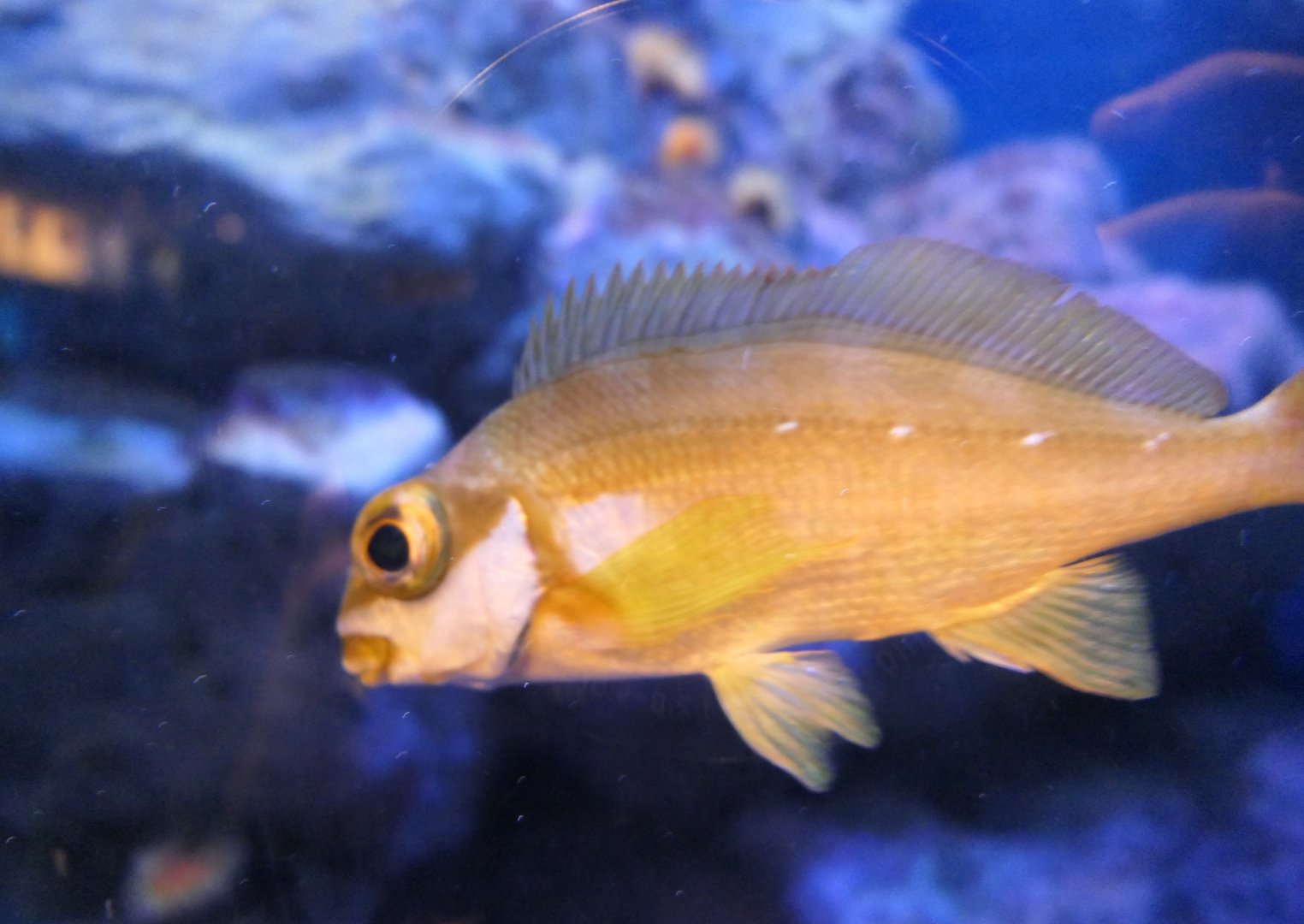 Two-tone Fingerfin (Chirodactylus brachydactylus)