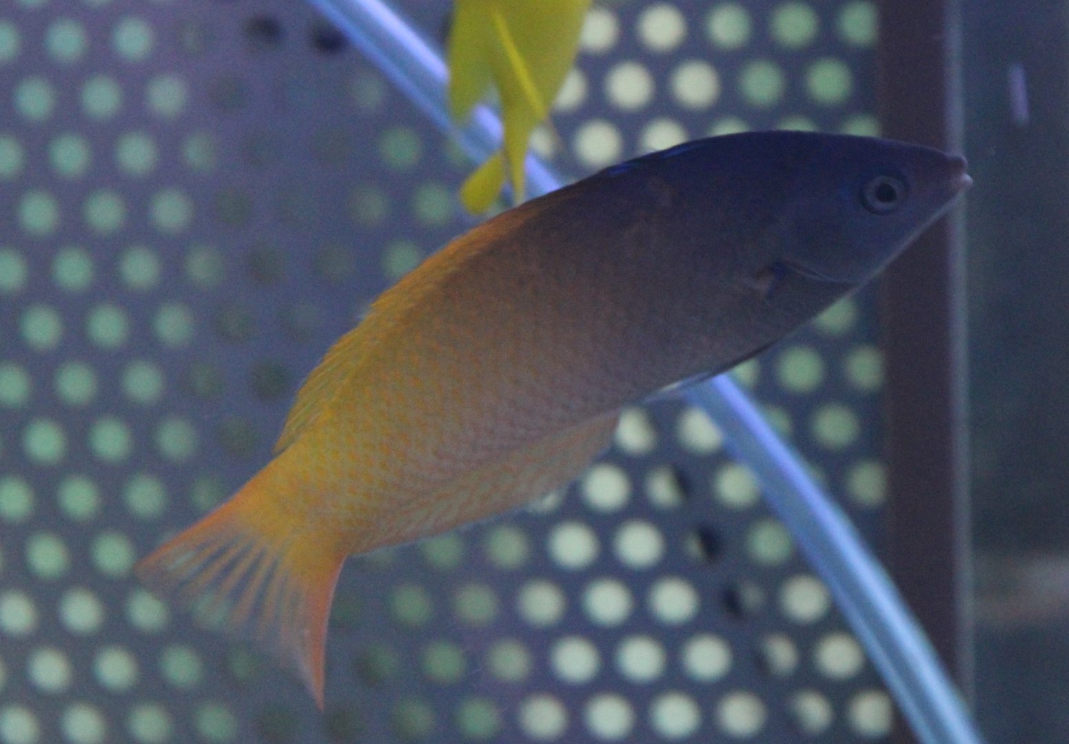 Two-tone wrasse - Halichoeres prosopeion