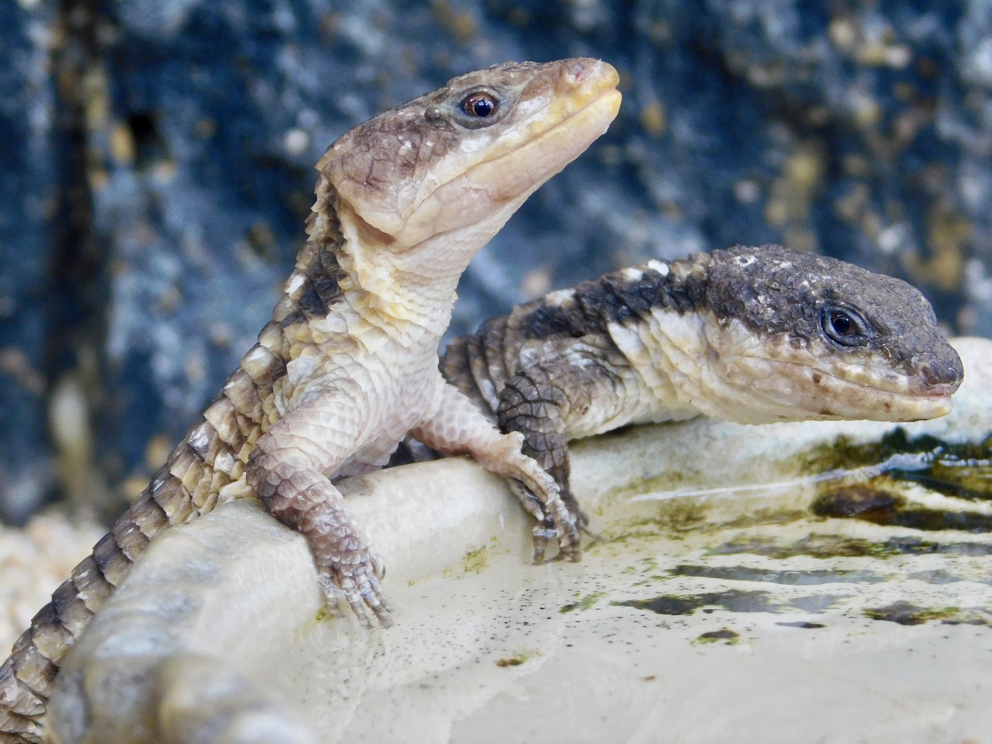 Two Tropical Girdled Lizard (Cordylus tropidosternum) April 12, 2025