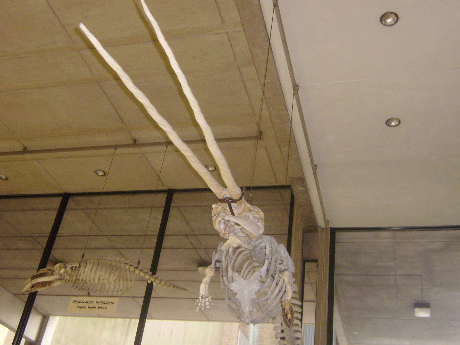 Two-tusked narwhal skeleton at Cambridge Natural History Museum