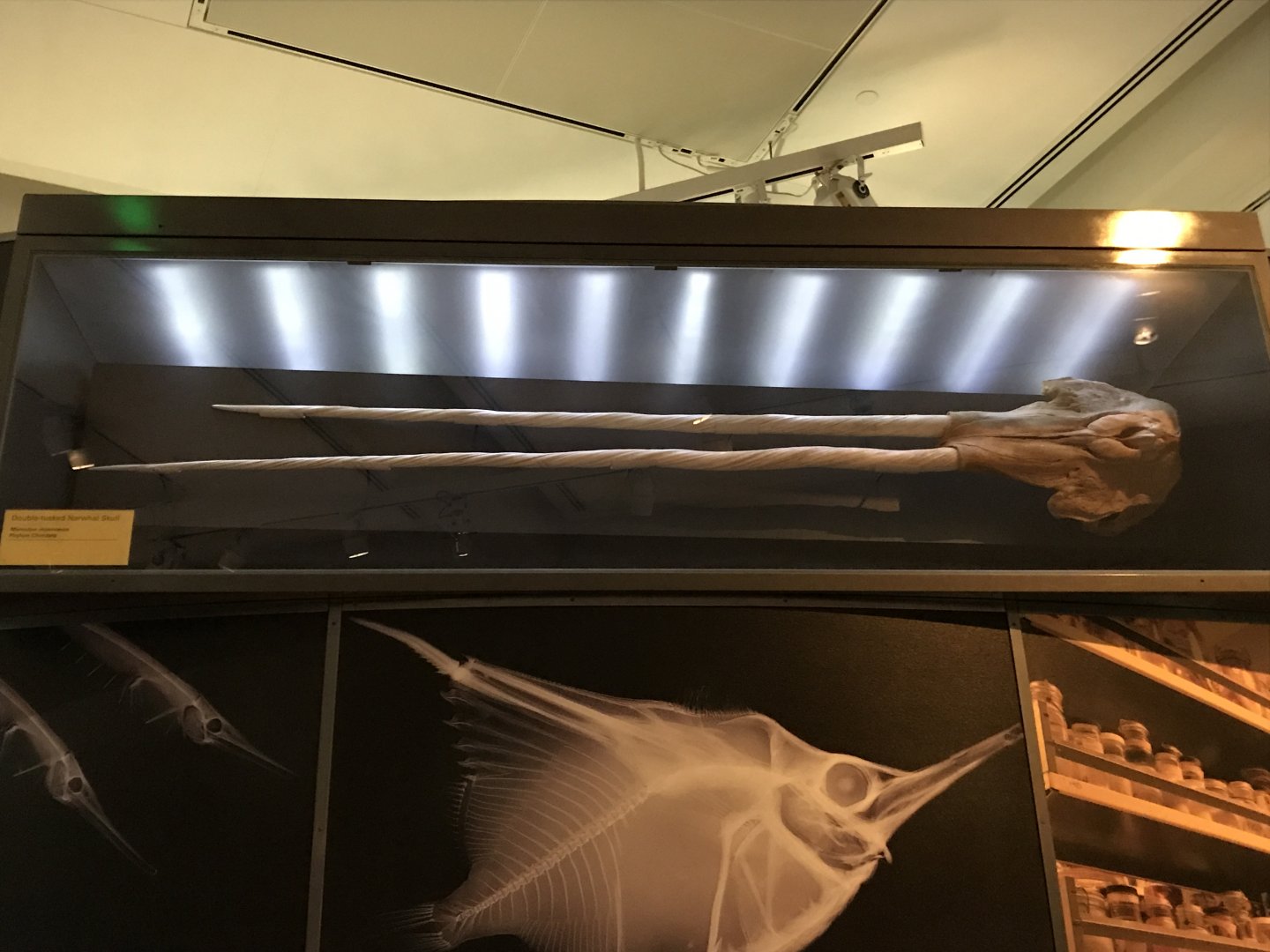 Two Tusked Narwhal Skull