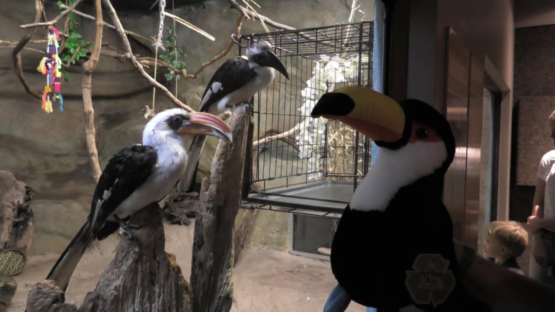 Two Von der Decken's Hornbills looking at a toucan plush