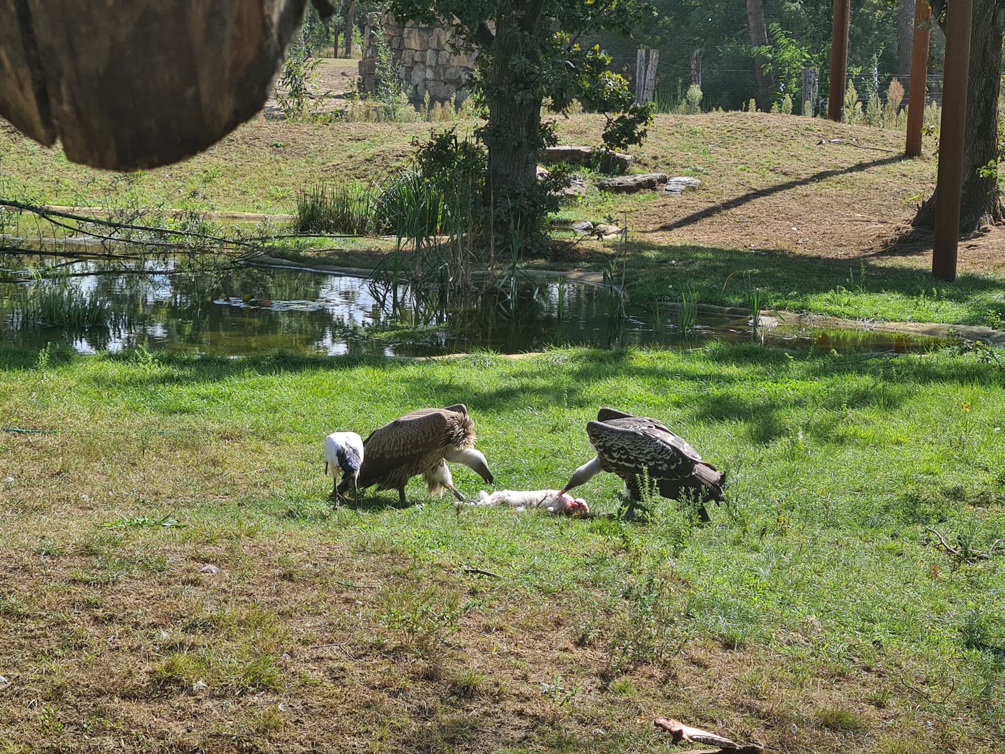 Two vultures tearing apart a rabbit