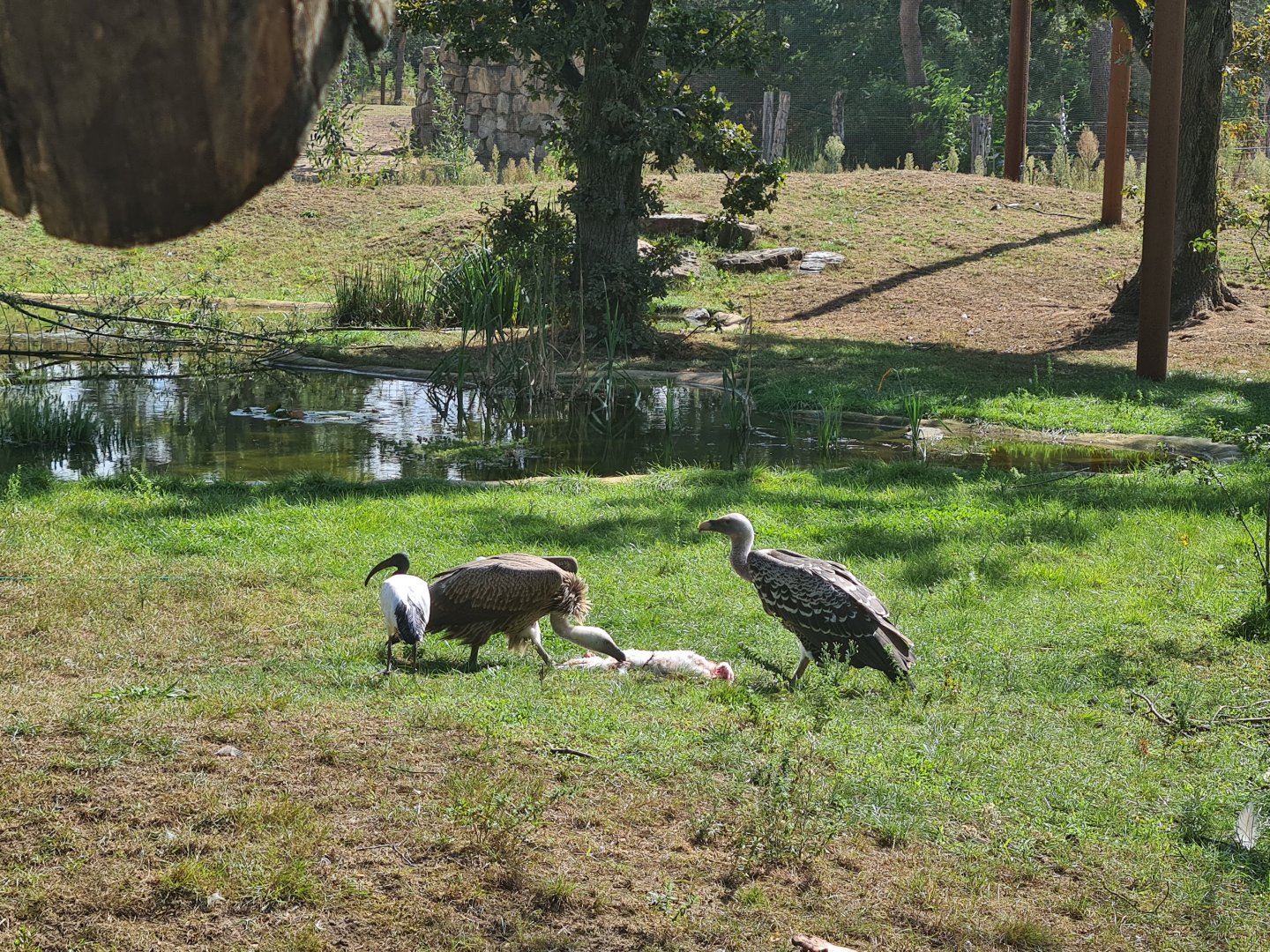 Two vultures tearing apart a rabbit