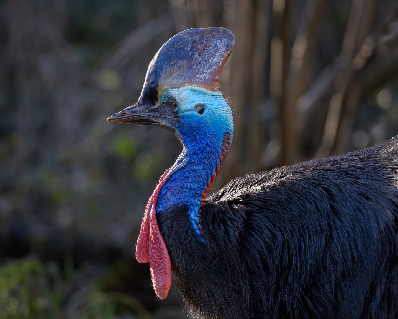Two-wattled Cassowary or Southern Cassowary/ Paighton / 18-3-23