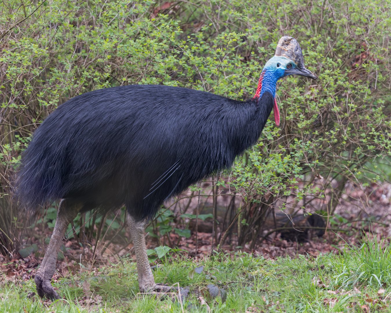 Two-wattled Cassowary / Southern Cassowary/ Cotswold Wildlife Park / 5-4-23