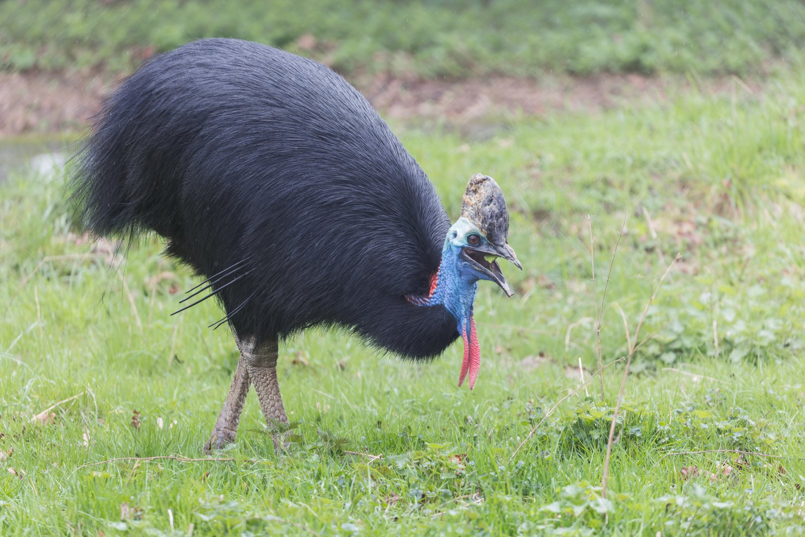 Two-wattled Cassowary / Southern Cassowary / Cotswold Wildlife Park / 5-4-23