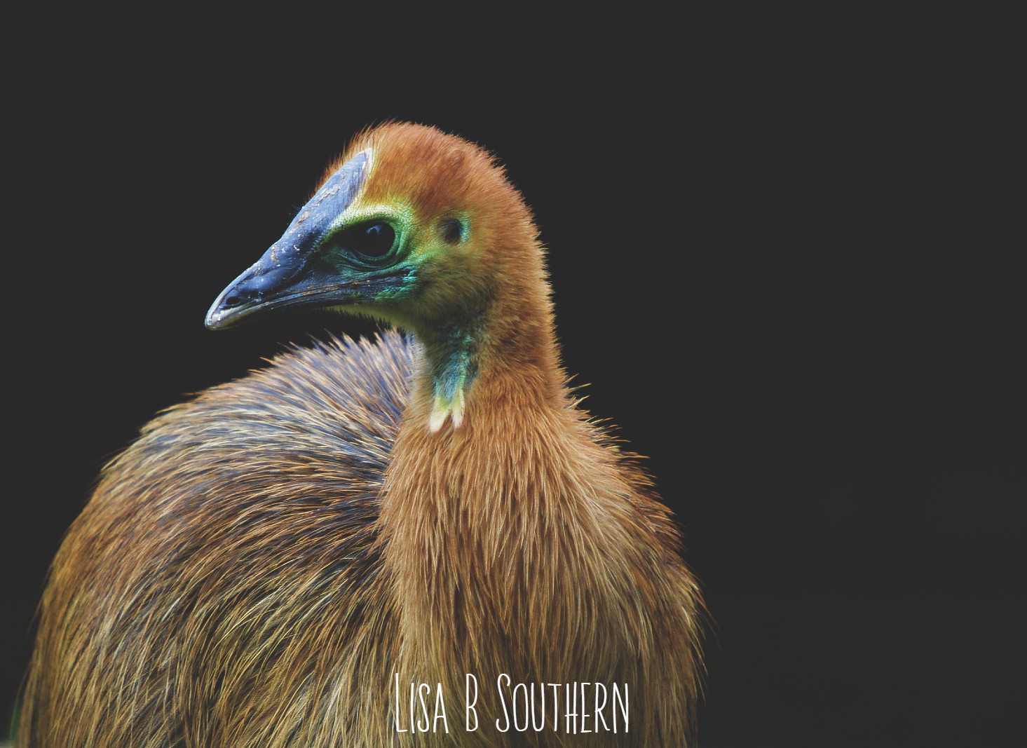 Two Wattled Cassowary young