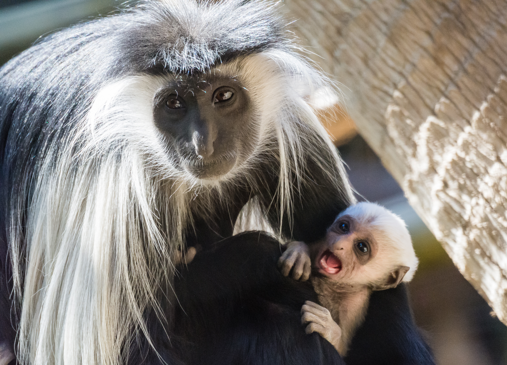 Two week old Angolan Colobus Monkey