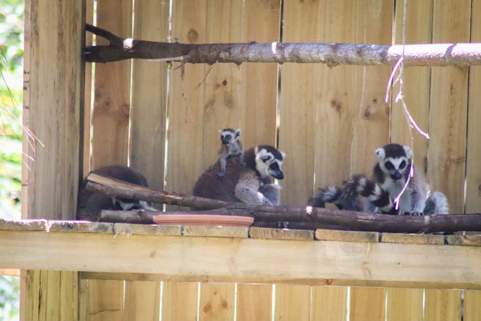 Two-week-old Ring-tailed Lemur