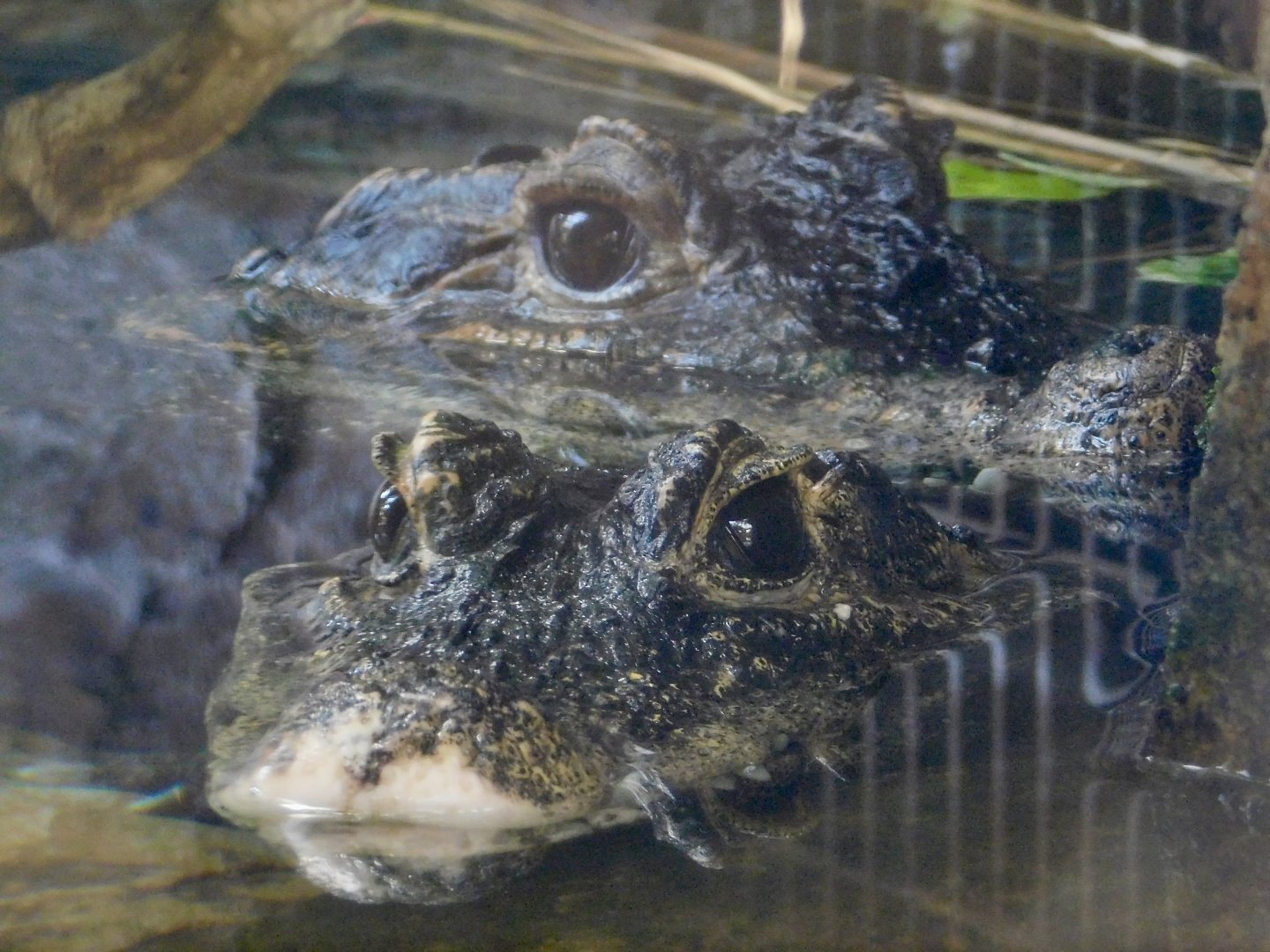 Two West African Dwarf Crocodiles (Osteolaemus tetraspis) November 29, 2025