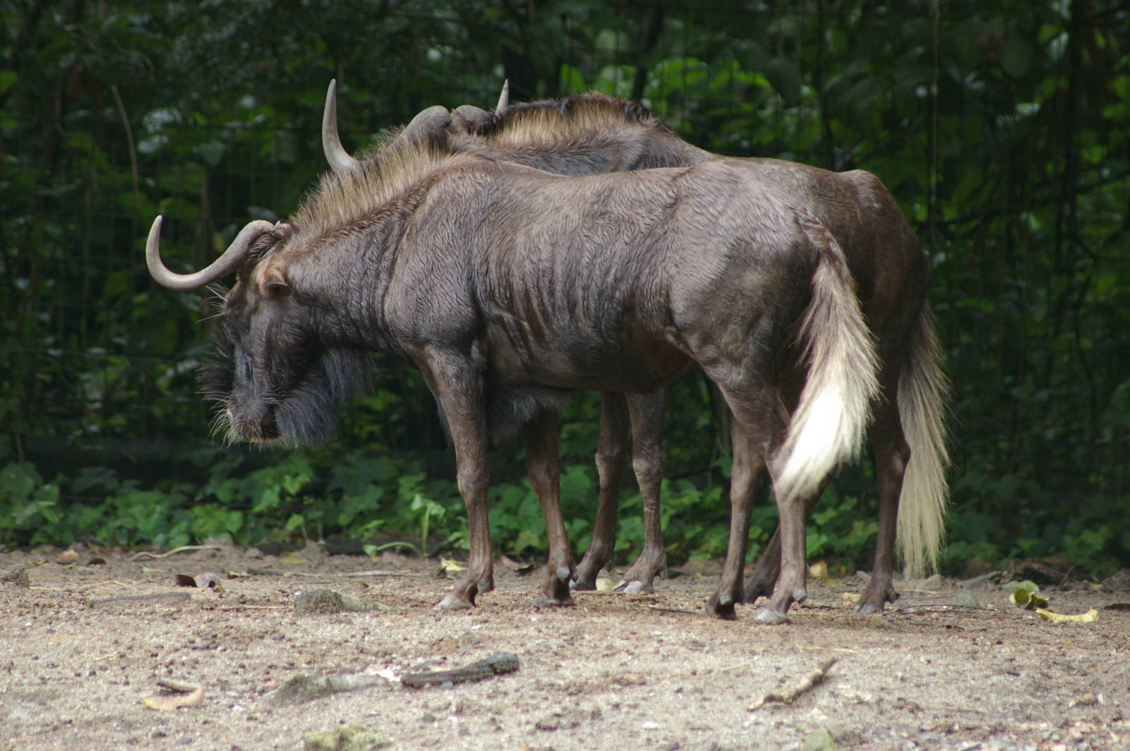 two white-tailed gnu