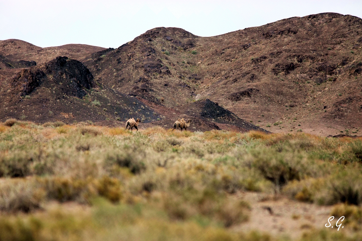Two wild camels