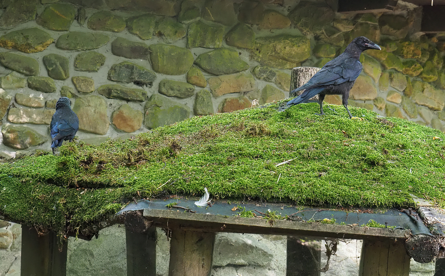 Two wild Corvid species in one photo, 2022-07-03