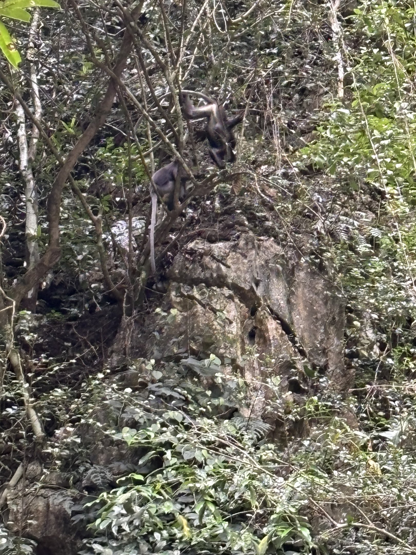 Two Wild Dusky Langurs - Lost World of Tambun