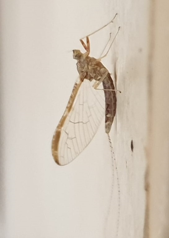 Two-wing mayfly - female - Cloeon dipterum