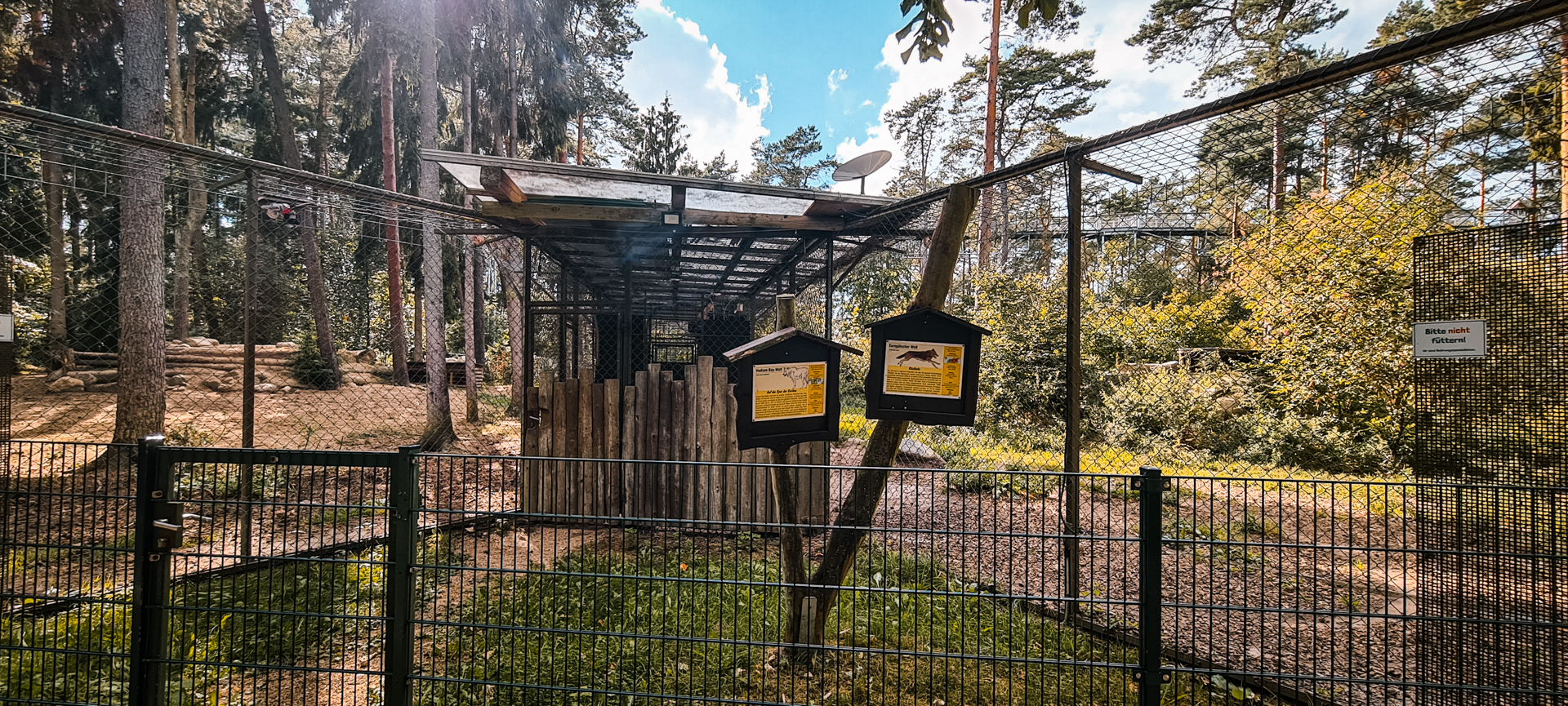 Two wolfpacks next to each other