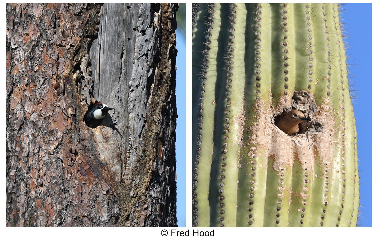 two woodpeckers, one day