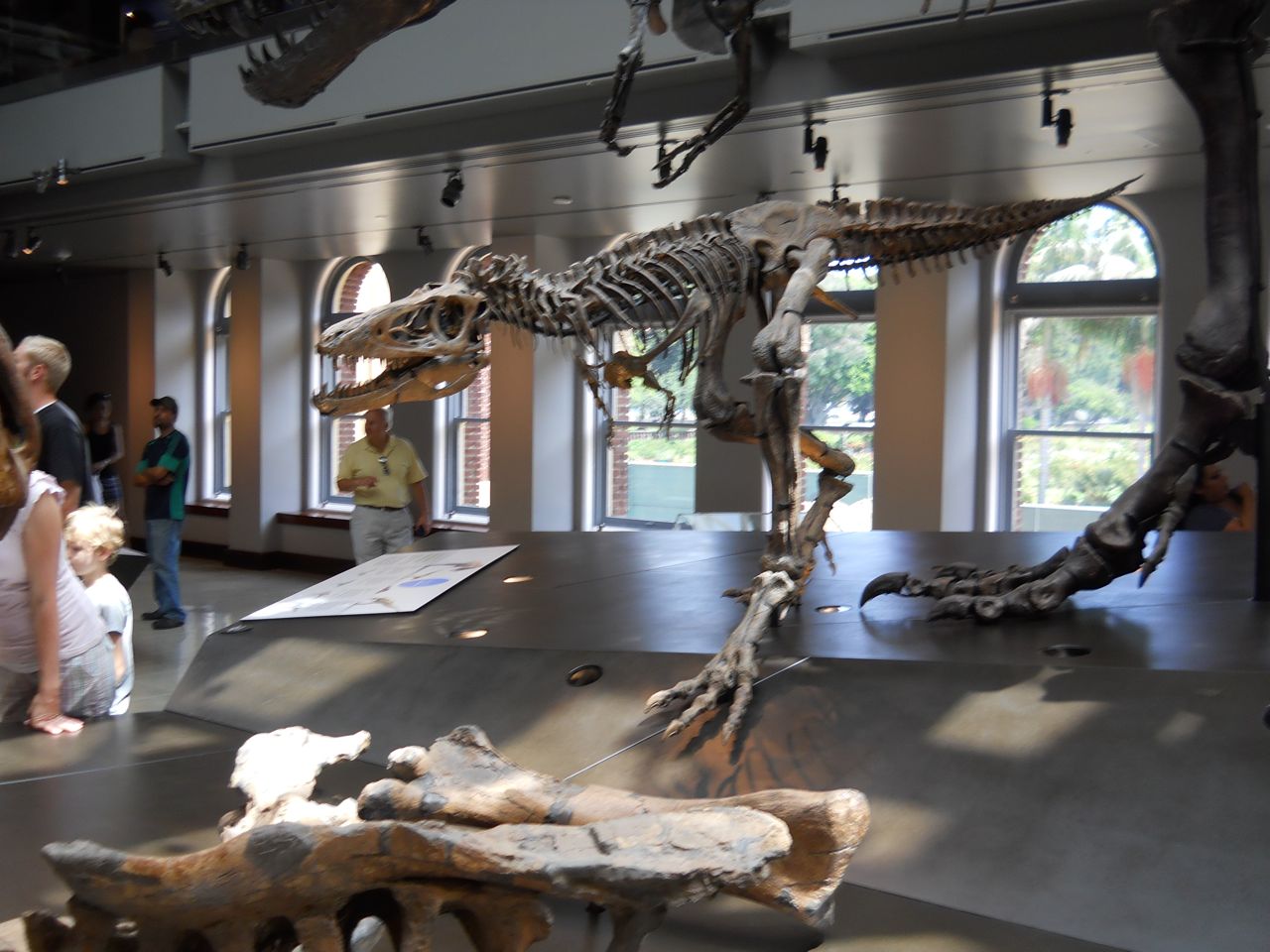 Two year old Tyrannosaurus rex (yes, it is real)