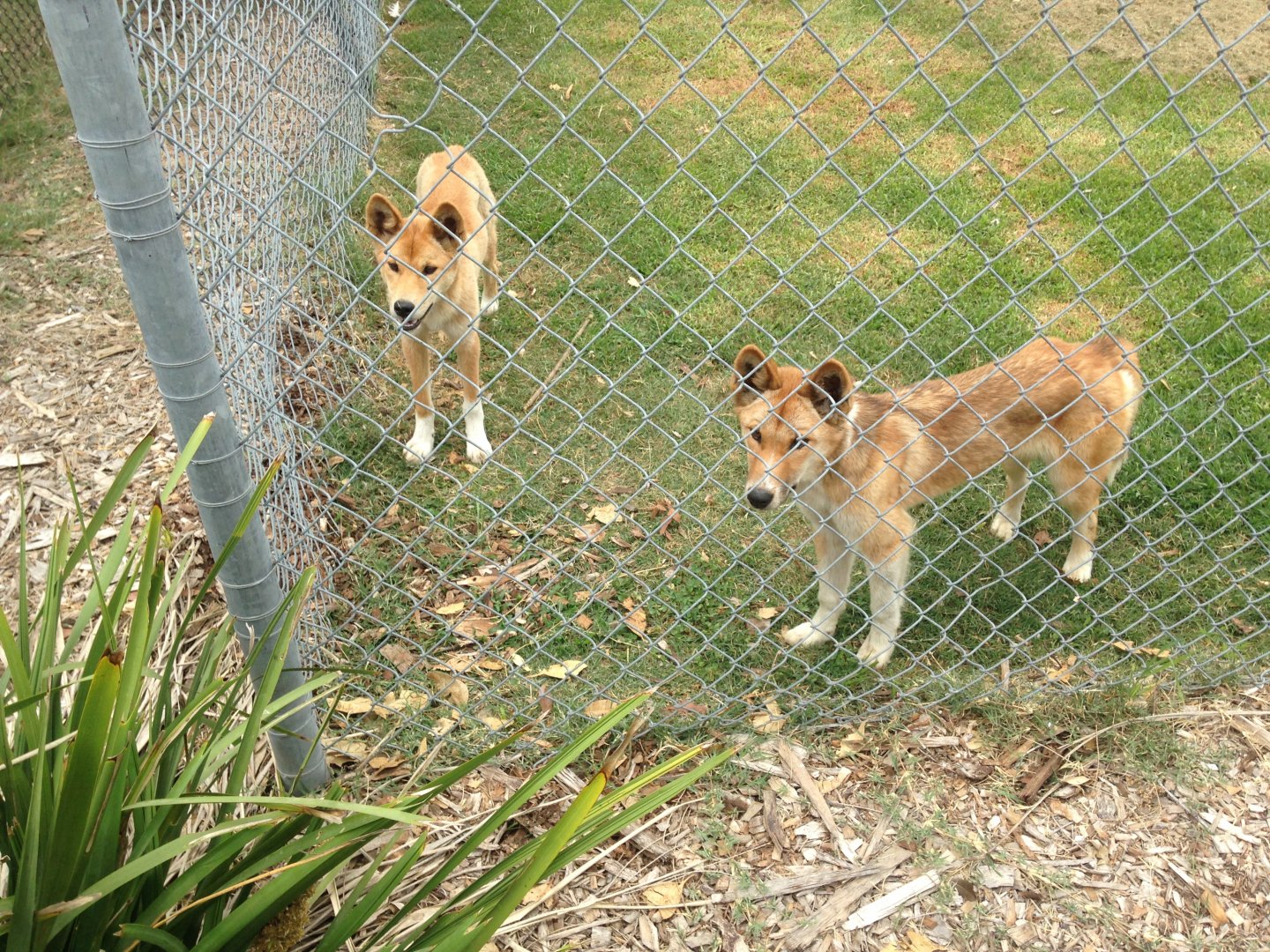 Two young dingos