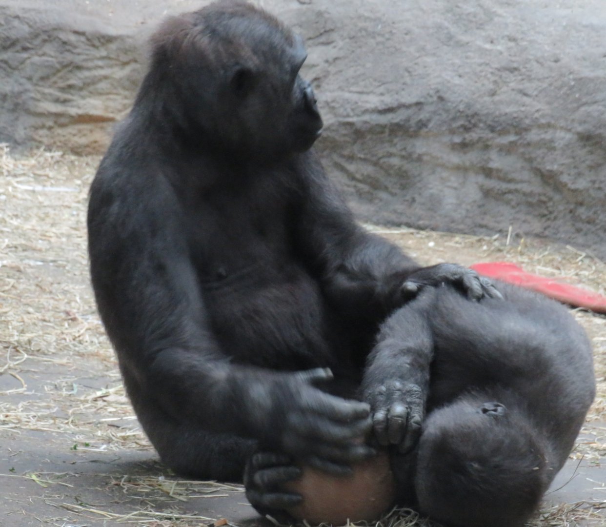 Two young gorillas play-fighting over a ball