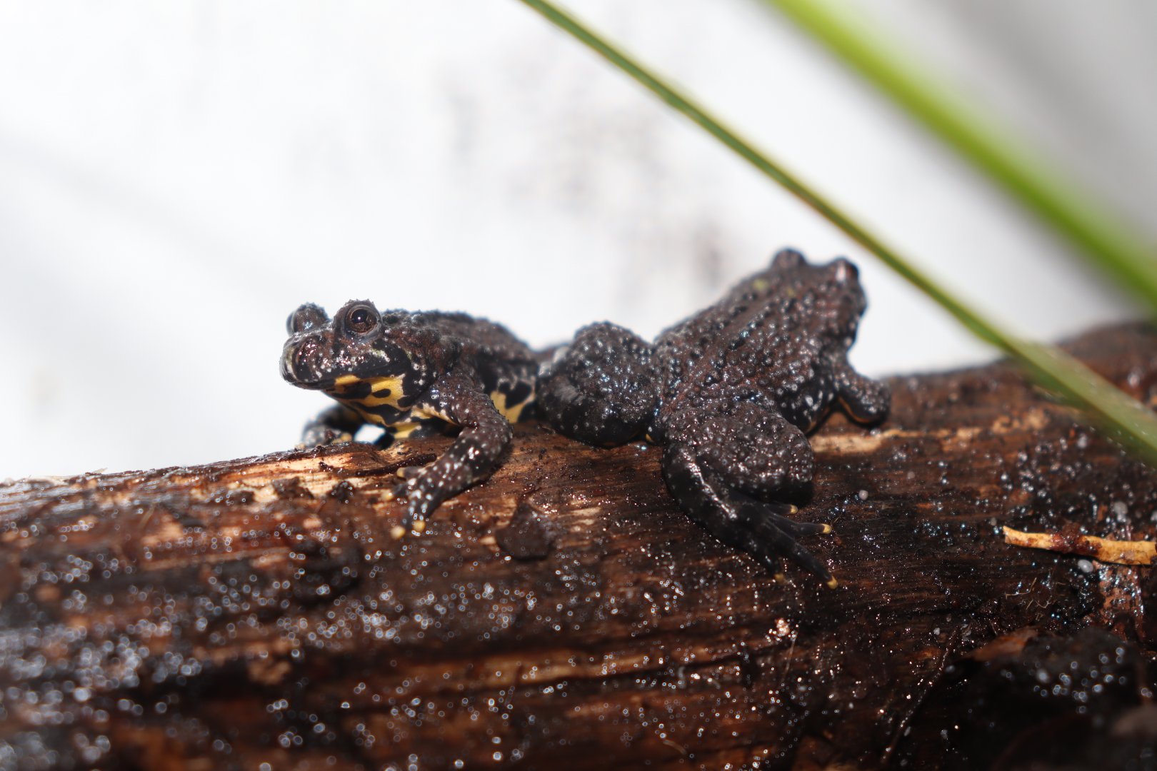 Two young oriental fire-bellied toads