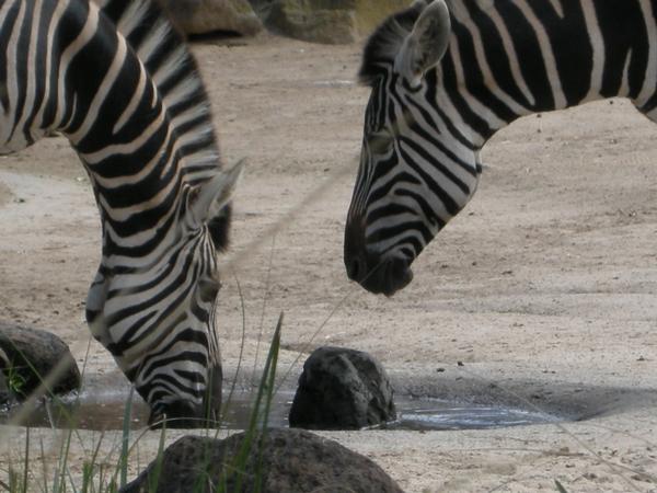 two zebras