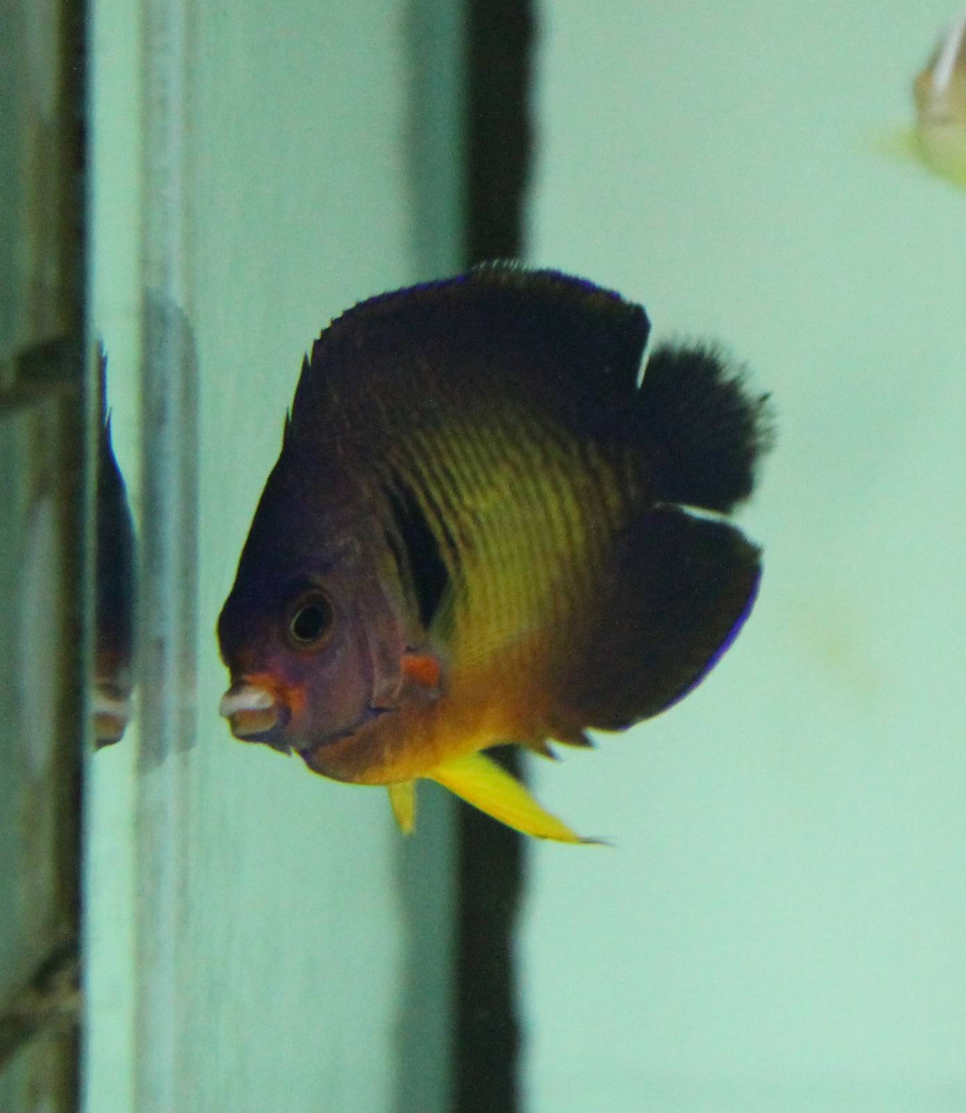 Twospined Angelfish (Centropyge bispinosa)