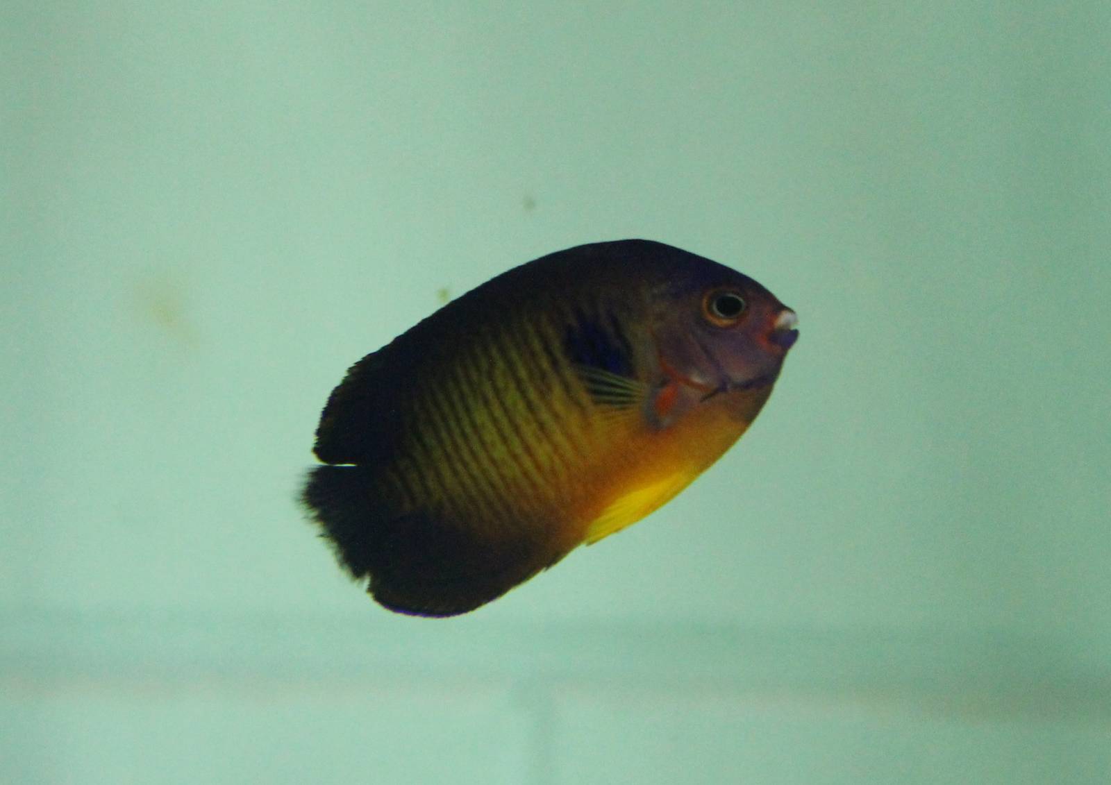 Twospined Angelfish (Centropyge bispinosa)