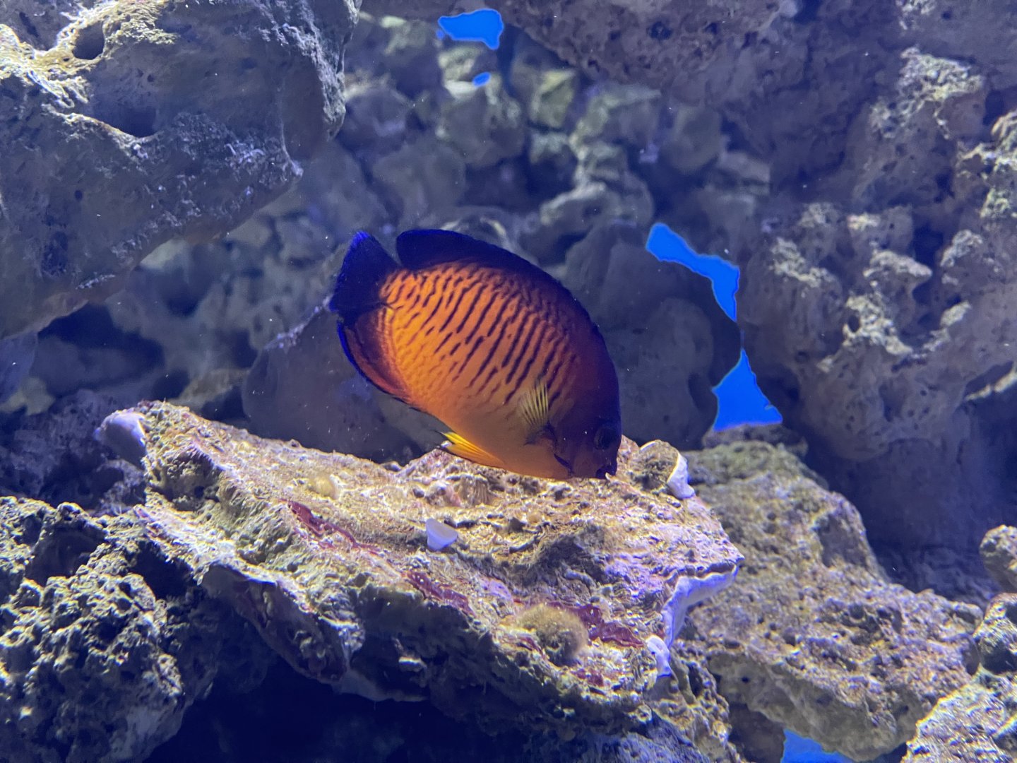 twospined angelfish (centropyge bispinosa)