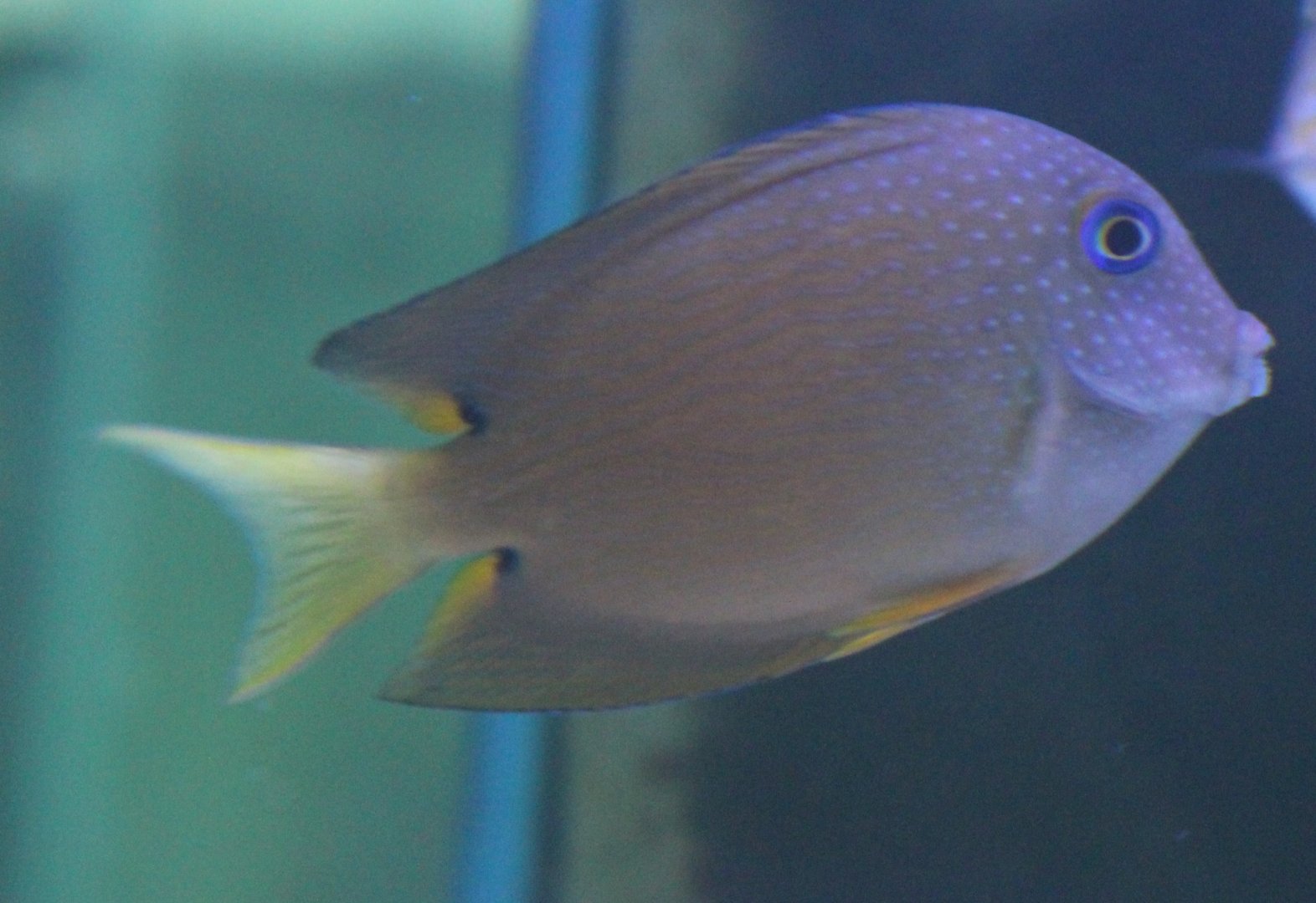 Twospot bristletooth - Ctenochaetus binotatus