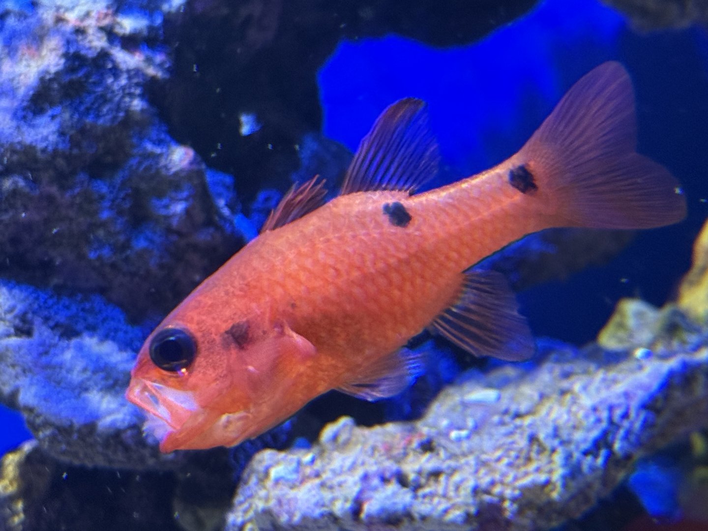 Twospot cardinalfish