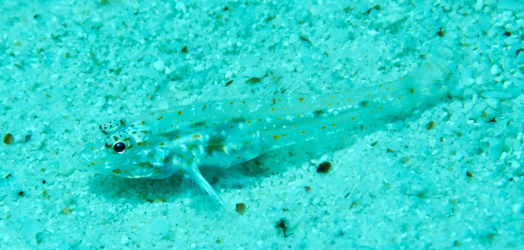 Twospot Goby