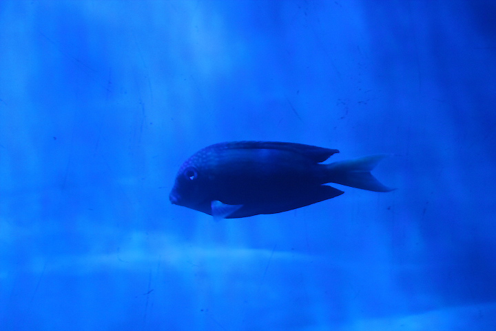 Twospot surgeonfish (Ctenochaetus binotatus)