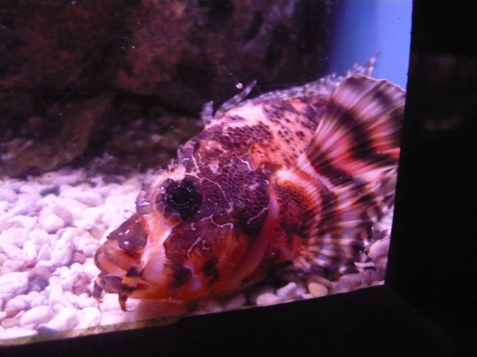 Twospot turkeyfish (Dendrochirus biocellatus)