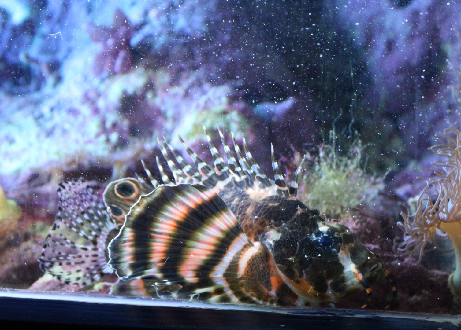 Twospot turkeyfish - Dendrochirus biocellatus