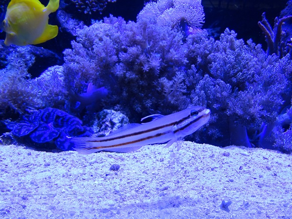 Twostripe goby (Valenciennea helsdingenii)