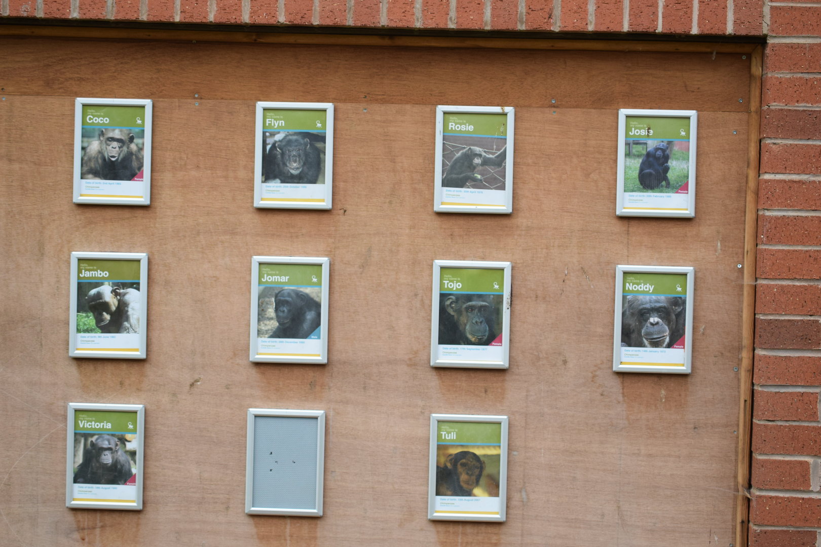 Twycross Chimpanzee Board 2017