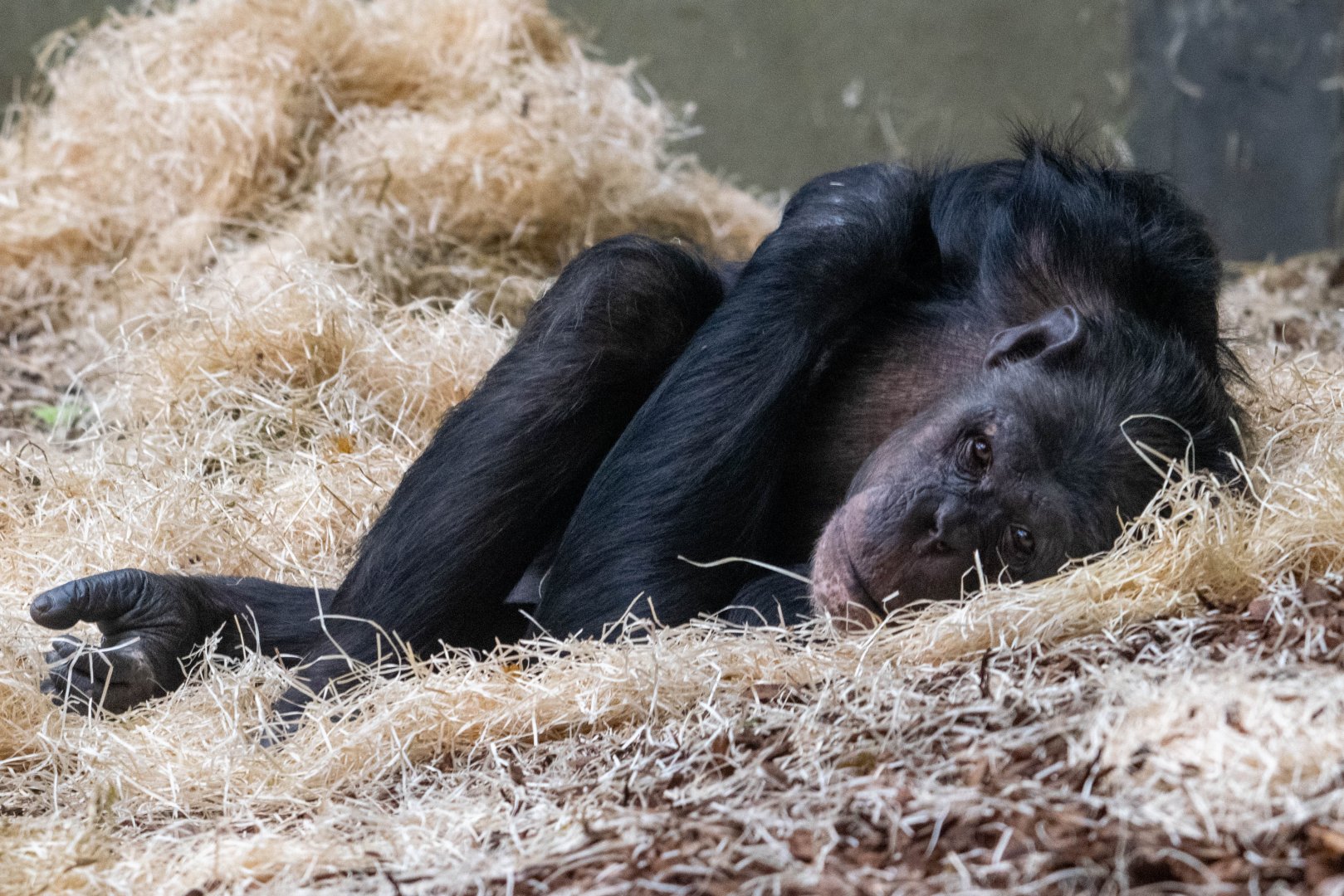 Twycross Chimpanzee - Can Anyone Identify?