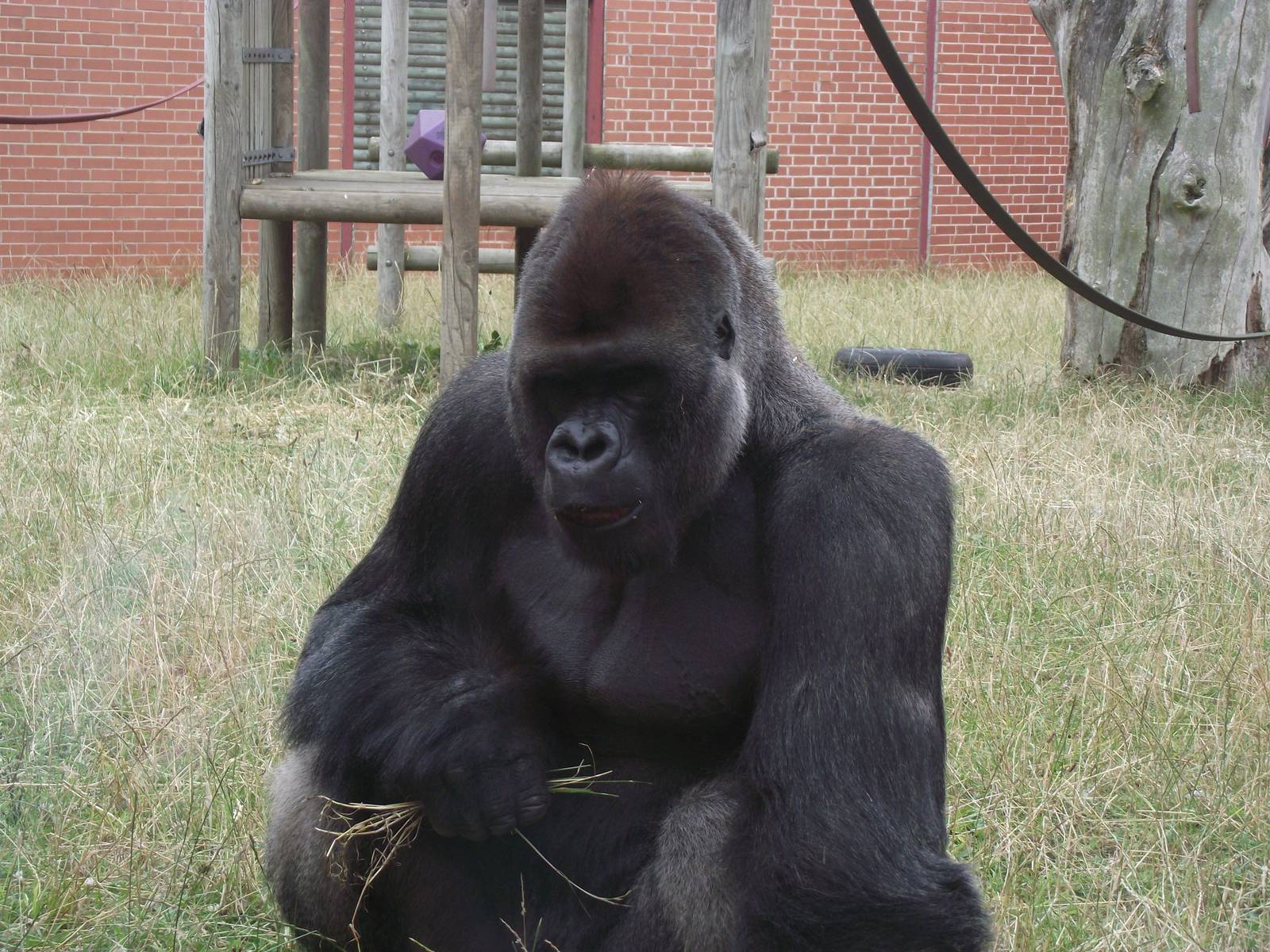 Twycross Gorillas 06/08/11