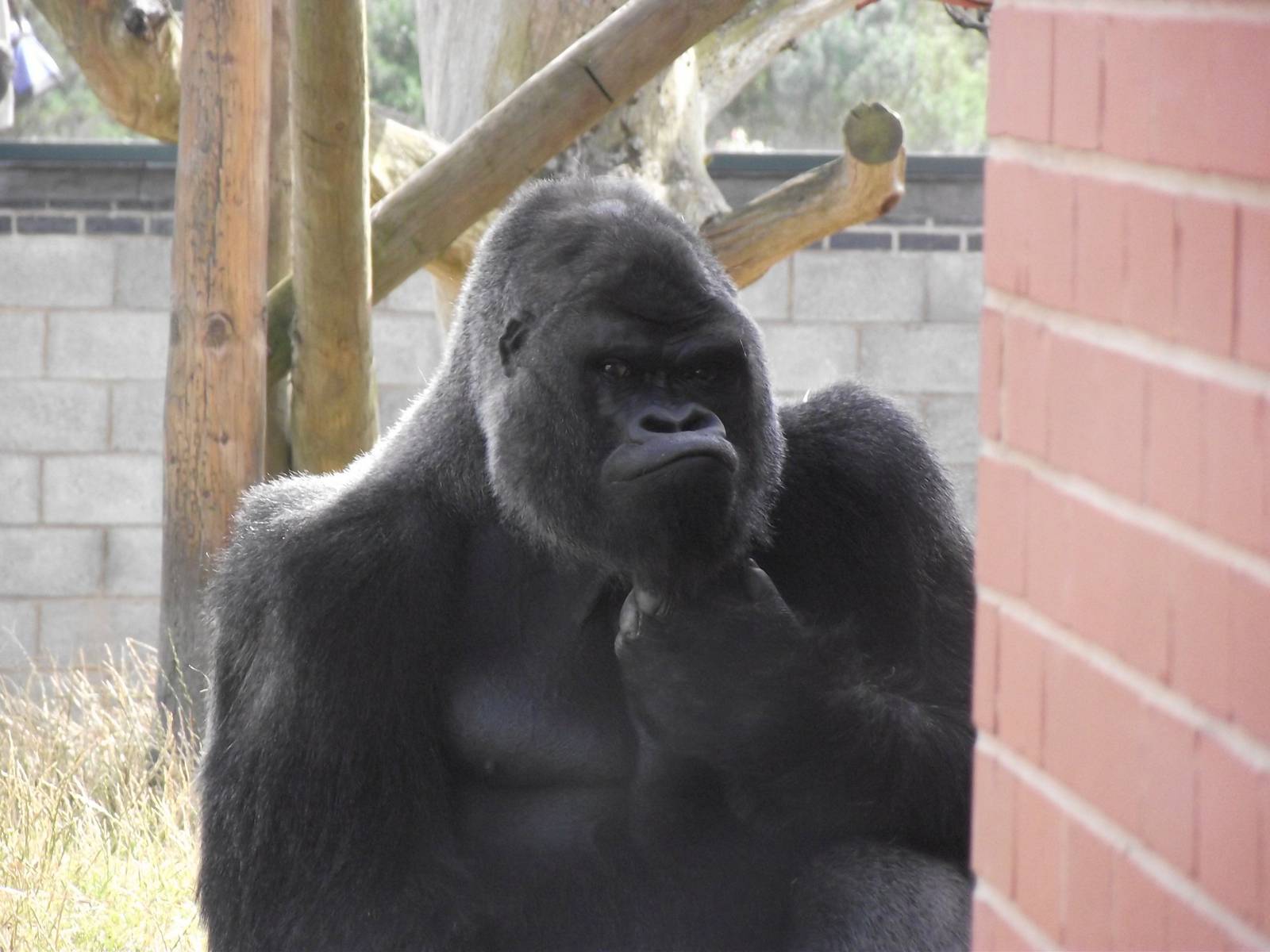Twycross Gorillas 06/08/11