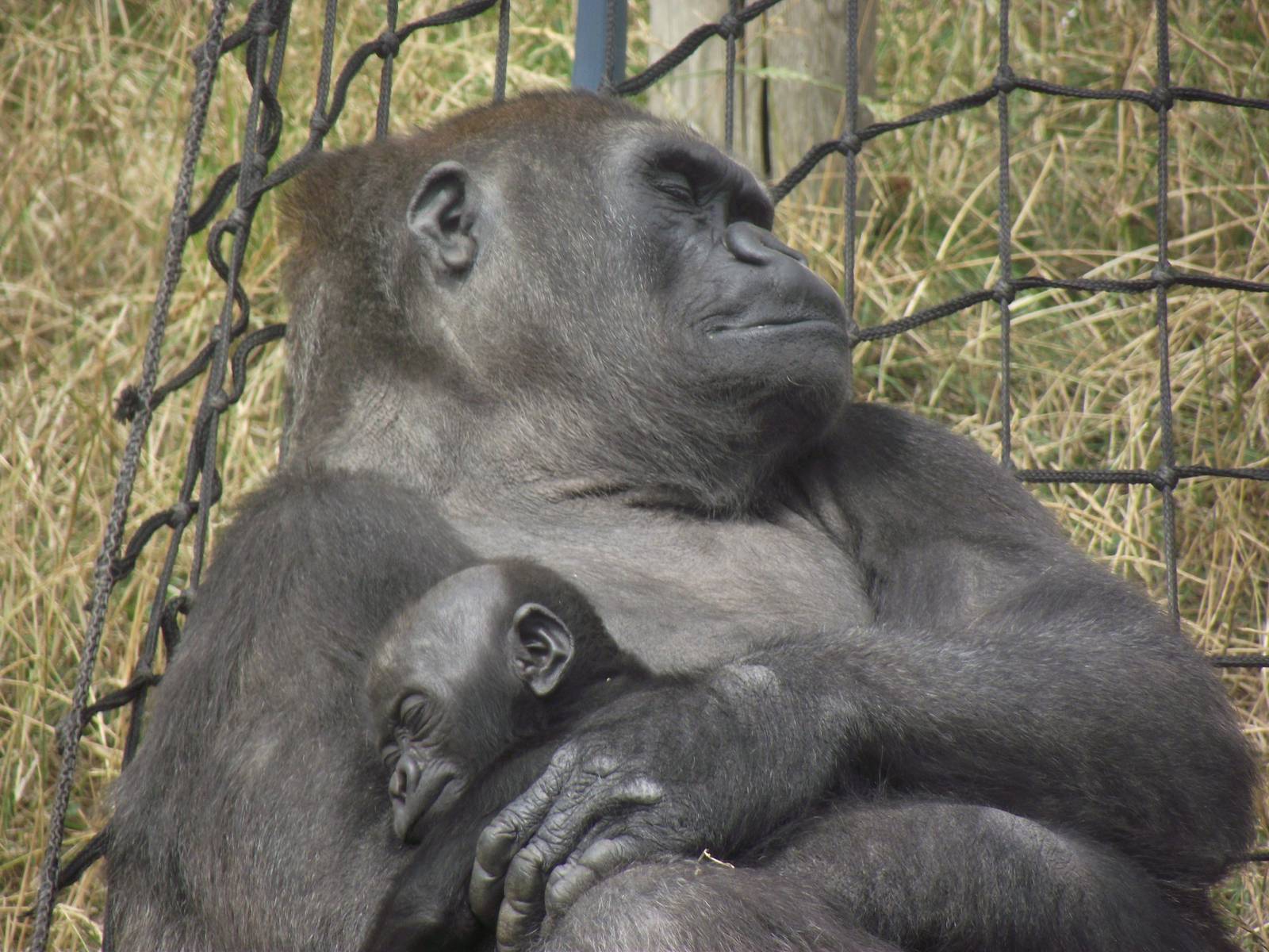 Twycross Gorillas 06/08/11