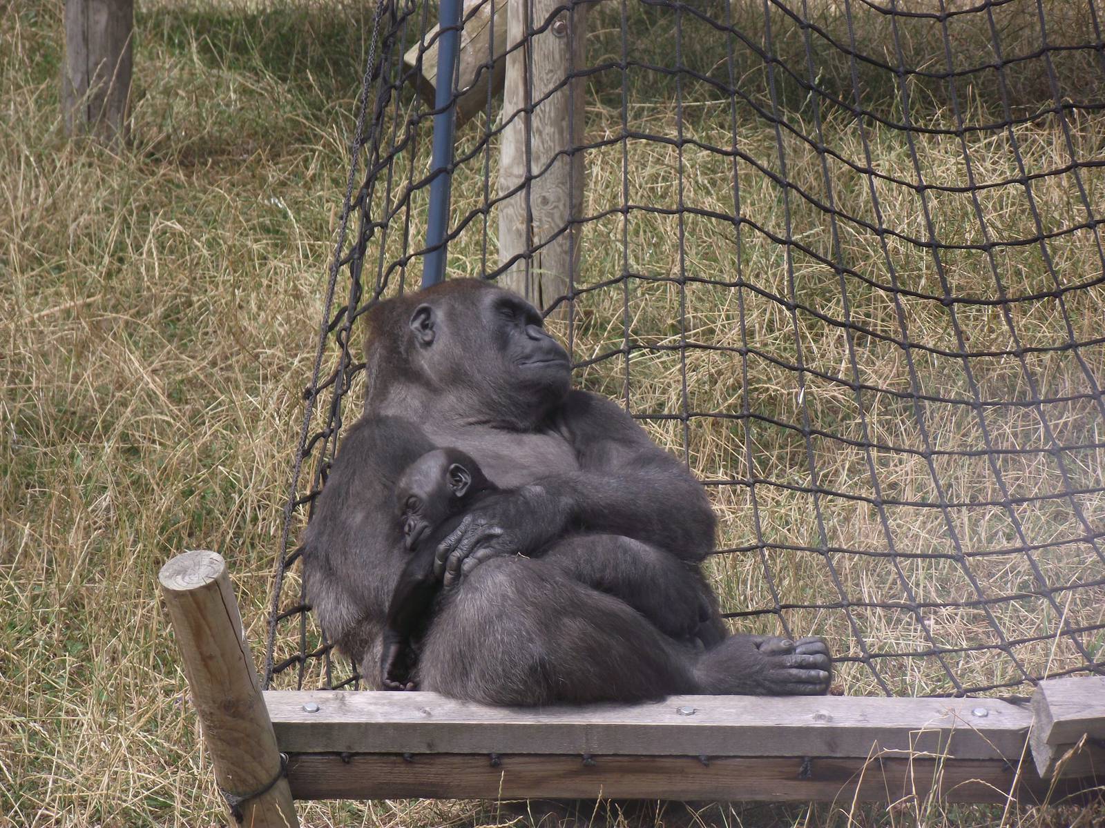 Twycross Gorillas 06/08/11