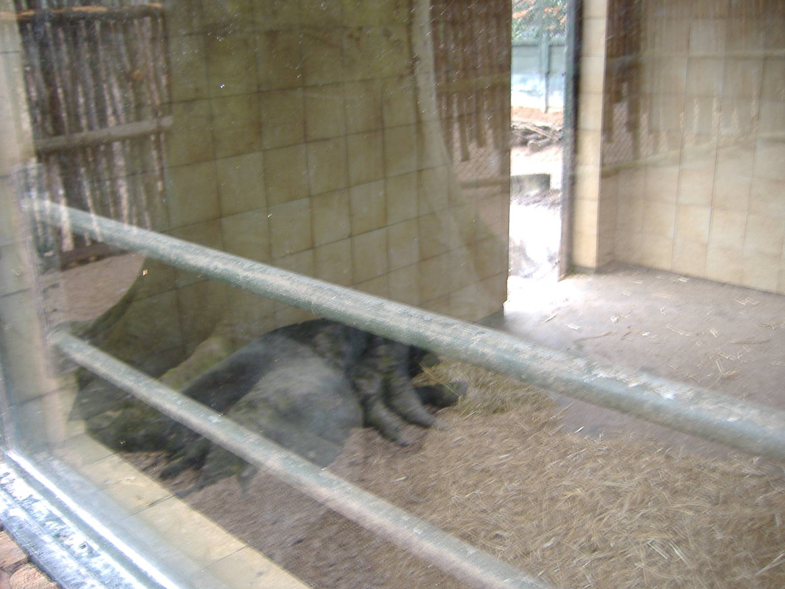 Twycross Malayan Tapir Enclosure